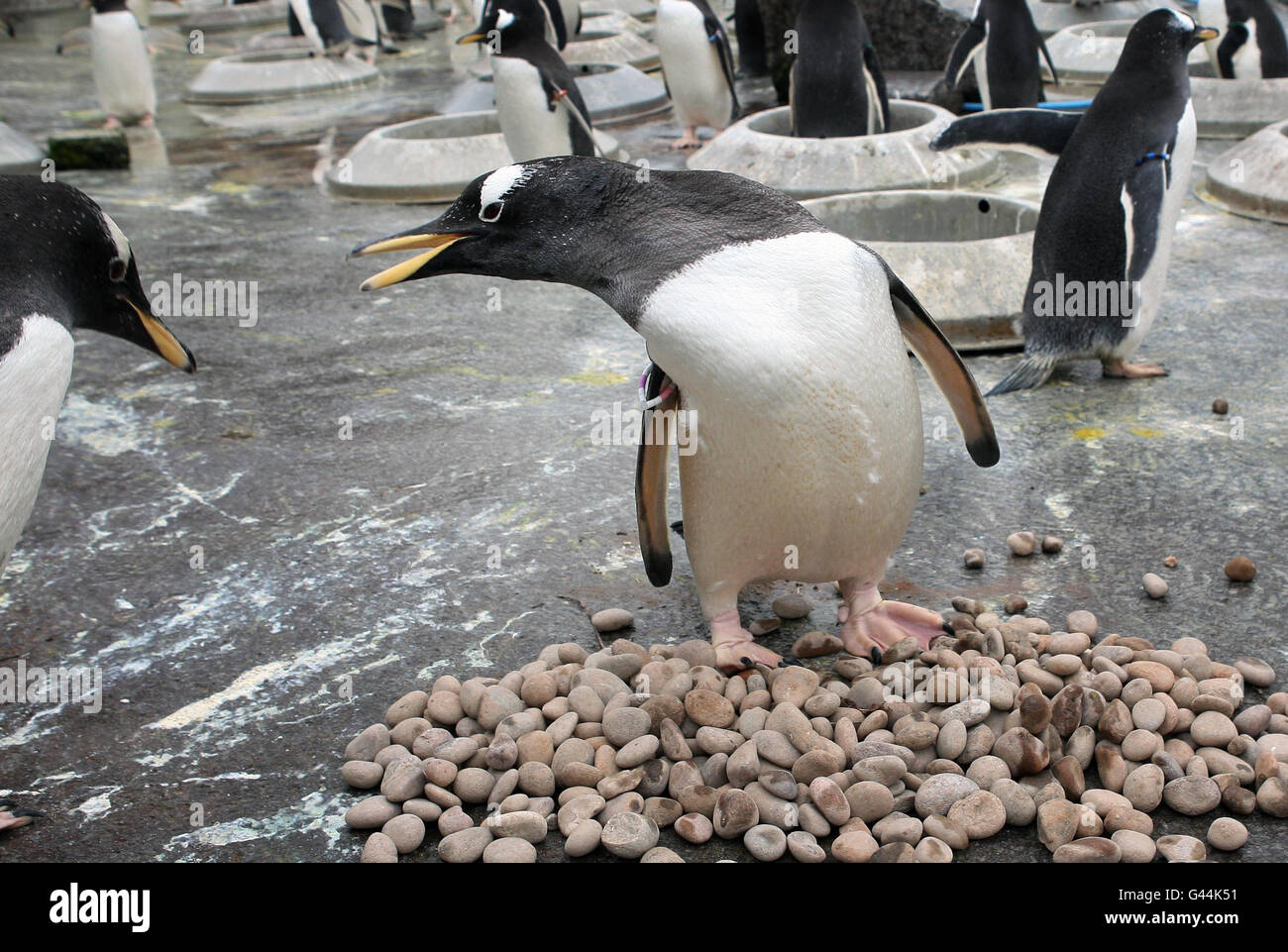 Pinguini Gentoo all'inizio della stagione di allevamento annuale allo Zoo di Edimburgo. Foto Stock