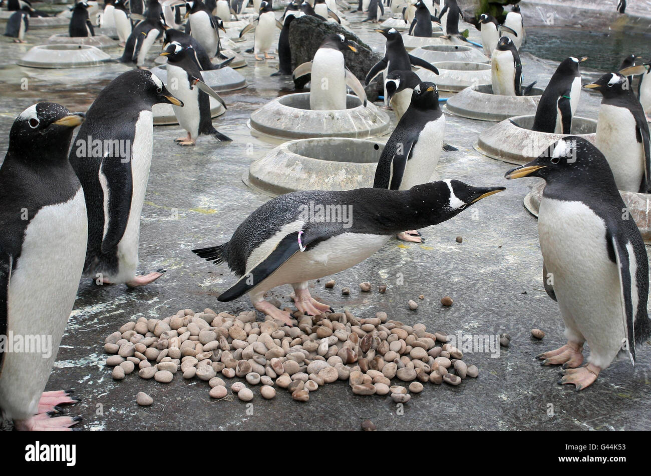 Pinguini Gentoo all'inizio della stagione di allevamento annuale allo Zoo di Edimburgo. I custodi dello zoo hanno messo gli anelli di nido nel recinto dei pinguini di Gentoo all'inizio della stagione di allevamento annuale dei pinguini. Gli uccelli ritornano agli stessi nidi che hanno usato negli anni precedenti e solitamente si accoppiano con lo stesso socio. Foto Stock