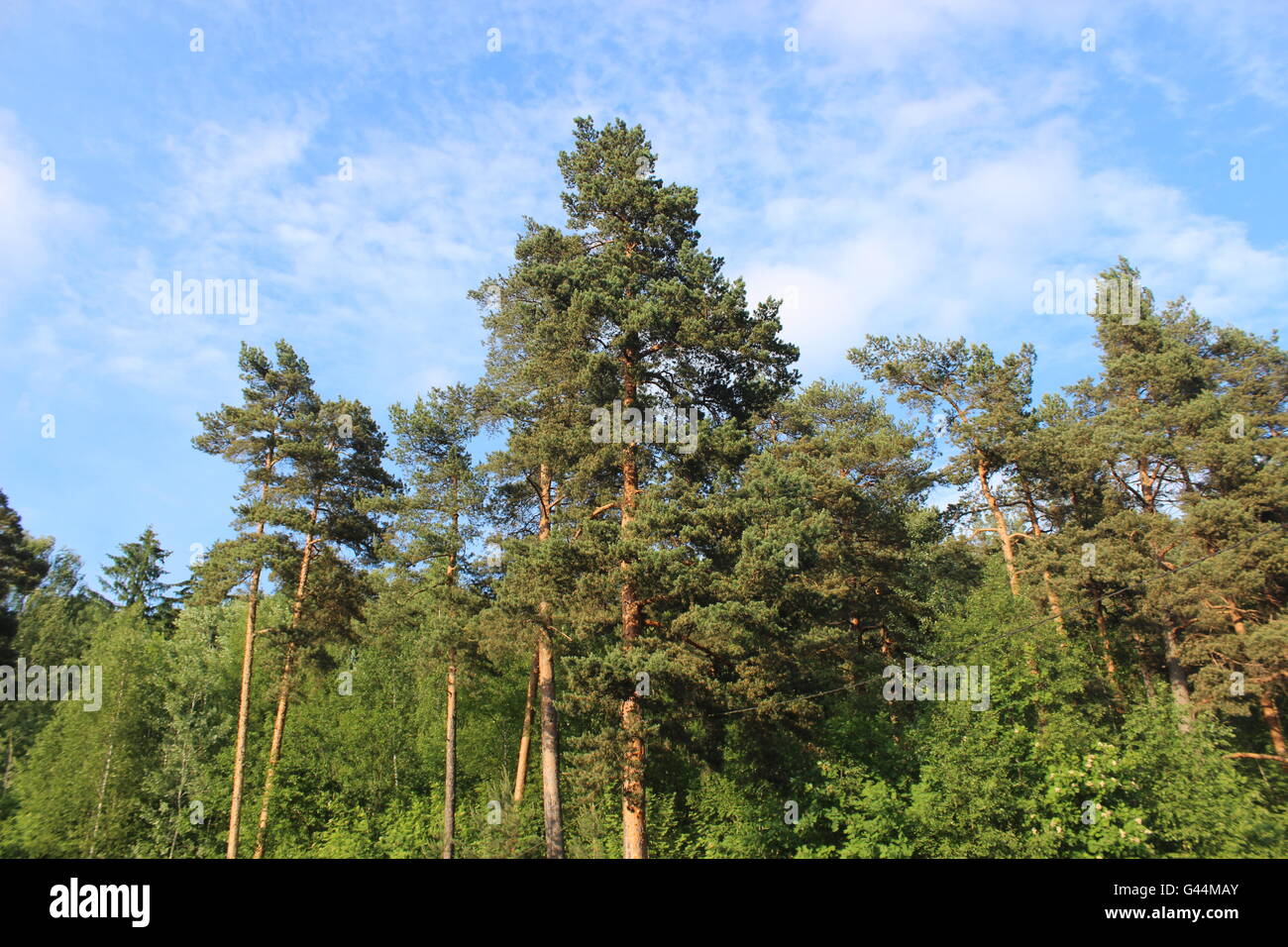 Alberi di alto fusto, cielo blu Foto Stock