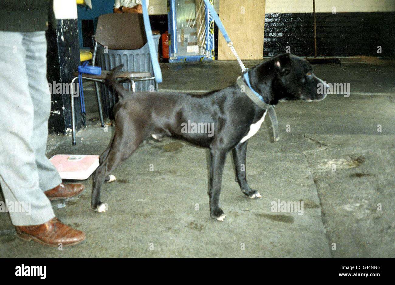 Tribunali/PitBull/Bruto 1 Foto Stock