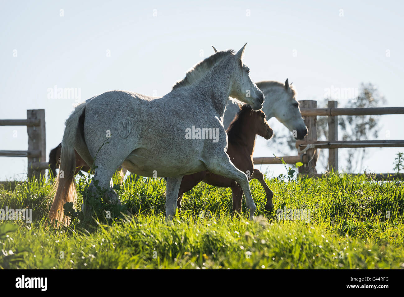 Mandria di PRE-mares e nemici in un campo Foto Stock