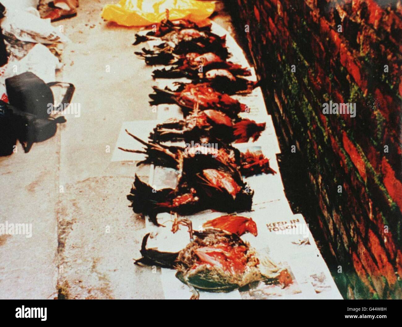 Una fila di uccelli morti utilizzati per il combattimento di cockwling, recuperati dopo che gli ufficiali hanno ingoiato in un combattimento di cockfight illegale in un capannone sugli allottamenti a Kelloe vicino a Durham City il 19 marzo dello scorso anno. Tre uomini condannati per offese barbariche e medievali di cockfighting sono stati oggi (ven) incarcerati per il loro coinvolgimento nel caso presso un tribunale di Durham City. Guarda PA Story COURTS cockfighting. Foto Stock Una fila di uccelli morti utilizzati per il combattimento di cockwling, recuperati dopo che gli ufficiali hanno ingoiato in un combattimento di cockfight illegale in un capannone sugli allottamenti a Kelloe vicino a Durham City il 19 marzo dello scorso anno. Tre uomini condannati per offese barbariche e medievali di cockfighting sono stati oggi (ven) incarcerati per il loro coinvolgimento nel caso presso un tribunale di Durham City. Guarda PA Story COURTS cockfighting. Foto Stock