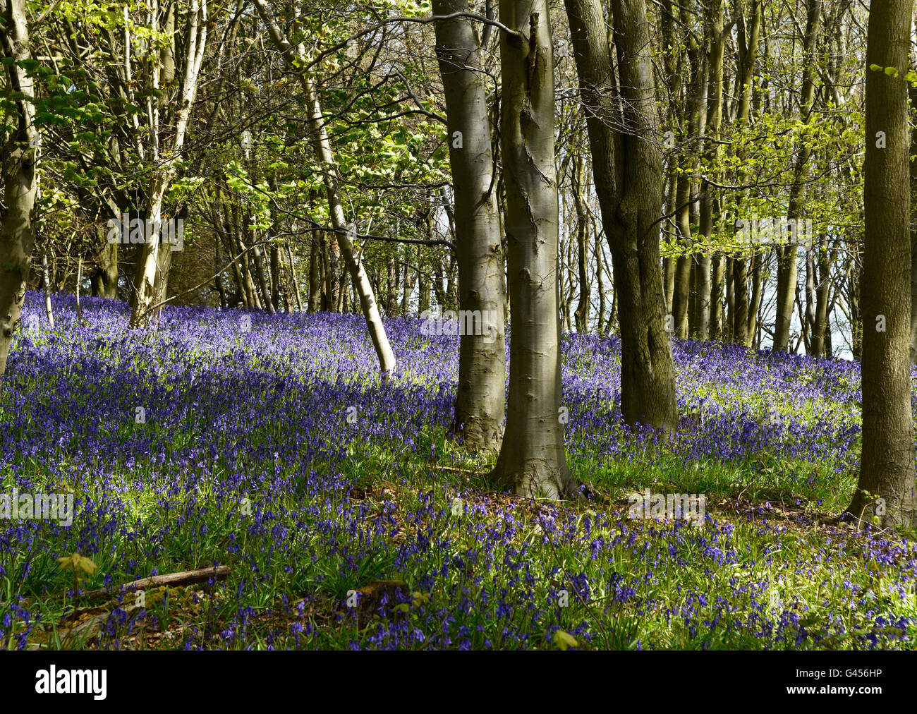 Bluebells Flowering fiorisce in primavera tempo coprire ampie zone di pavimenti di bosco protetto dalla National Trust per la conservazione. Foto Stock