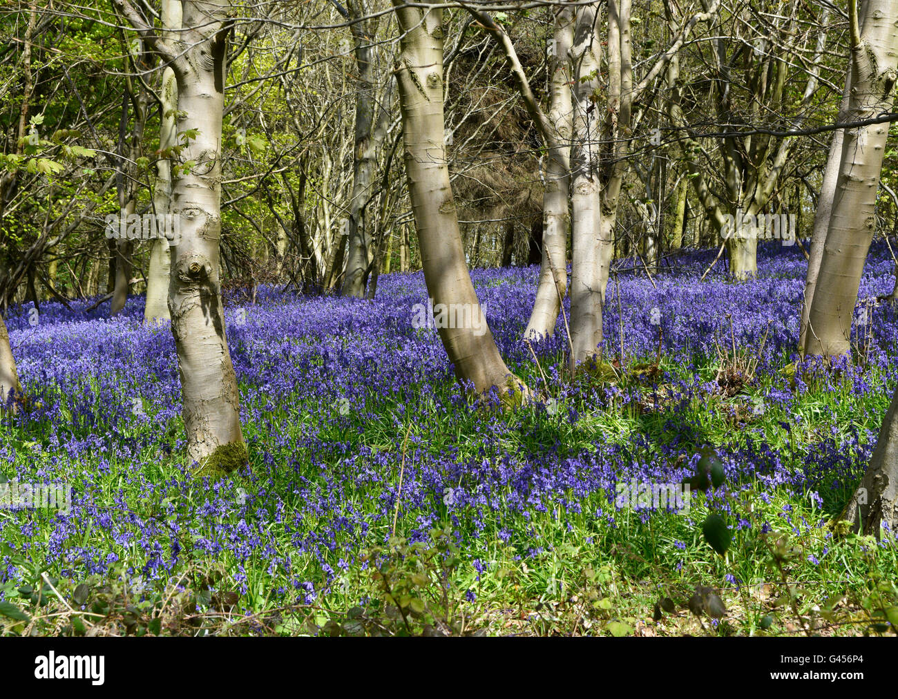 Bluebells Flowering fiorisce in primavera tempo coprire ampie zone di pavimenti di bosco protetto dalla National Trust per la conservazione. Foto Stock