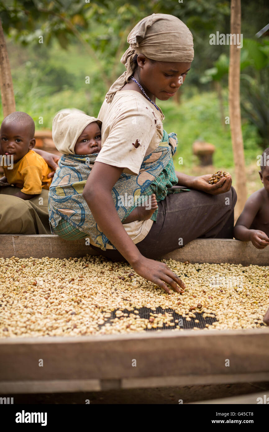 I chicchi di caffè sono ordinati ed essiccato su letti di essiccazione da parte degli agricoltori ad una cooperativa in Kasese District, Uganda. Foto Stock