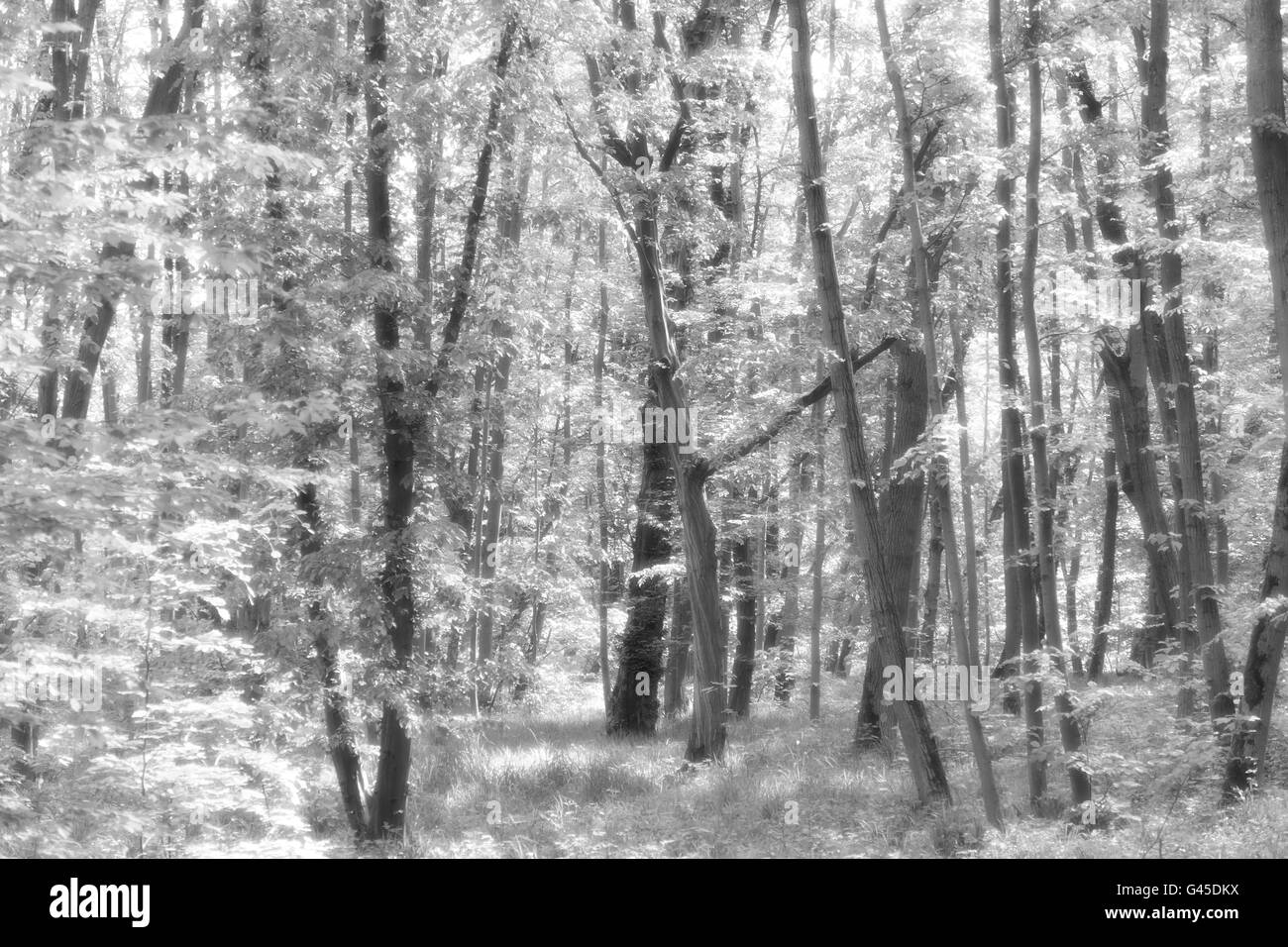 Bianco e nero Bosco nebbioso Foto Stock