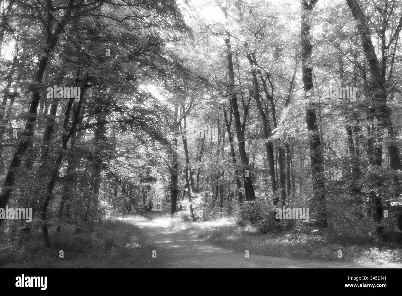 Bianco e nero Bosco nebbioso Foto Stock