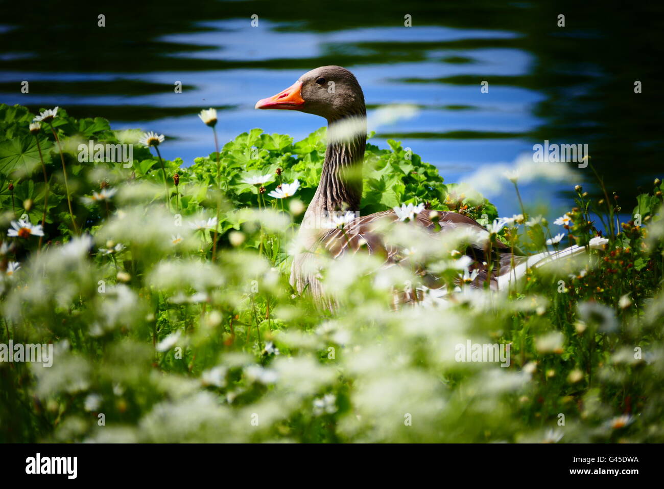 In primavera pulcino di oca di uccelli nel parco Monaco di Baviera Germania Europa Foto Stock