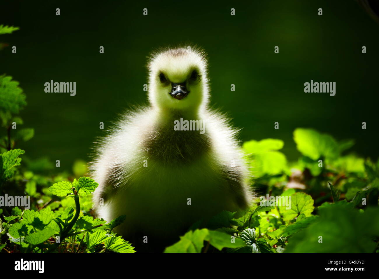 In primavera pulcino di oca di uccelli nel parco Monaco di Baviera Germania Europa Foto Stock