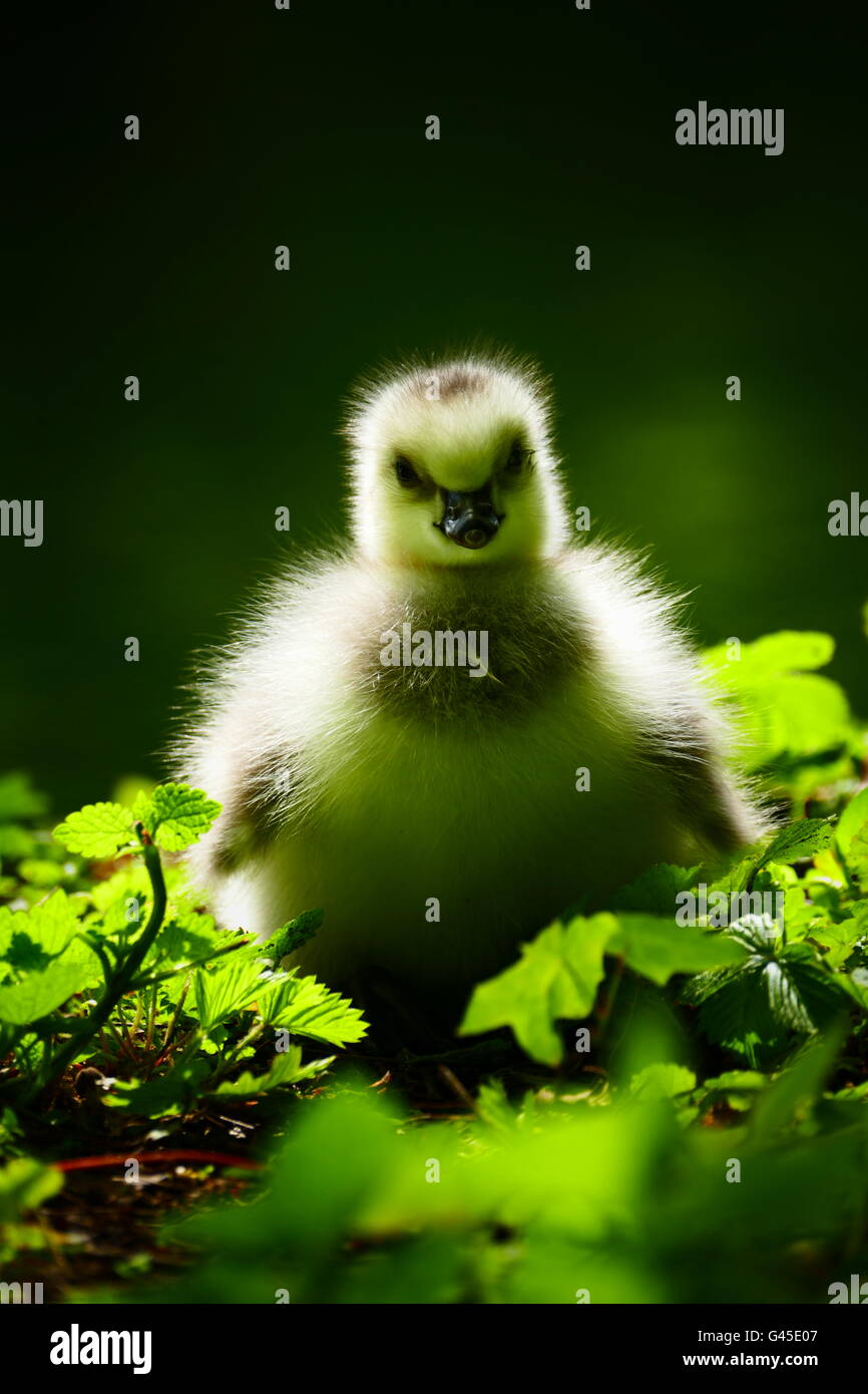 In primavera pulcino di oca di uccelli nel parco Monaco di Baviera Germania Europa Foto Stock