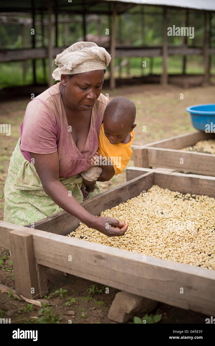 I chicchi di caffè sono ordinati ed essiccato su letti di essiccazione da parte degli agricoltori ad una cooperativa in Kasese District, Uganda. Foto Stock