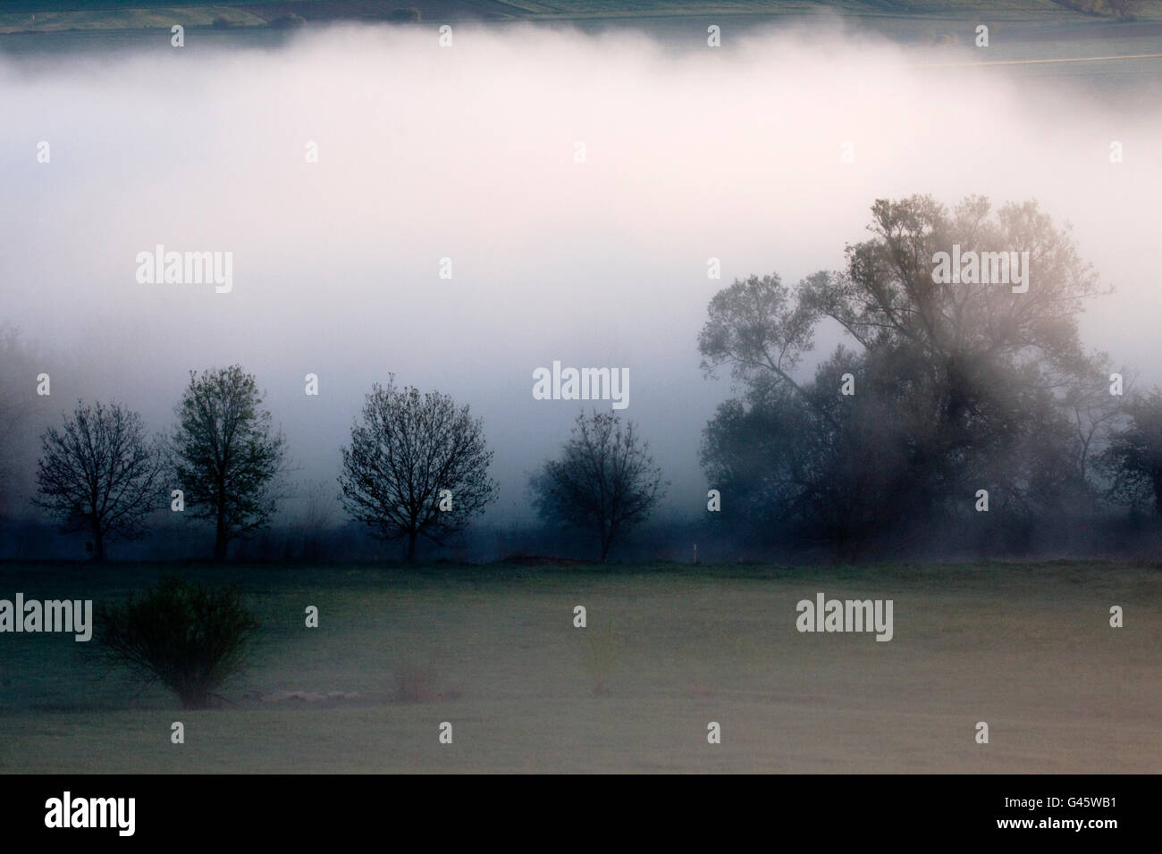Linea di alberi la banca del fiume Wörnitz nella nebbia mattutina - Regione Hesselberg, Bavaria/Germania Foto Stock