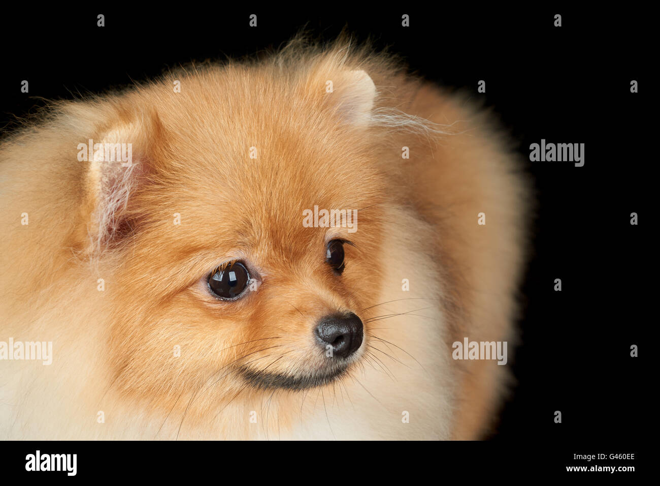 Ritratto di Pomerania rosso cane isolato su sfondo nero Foto Stock