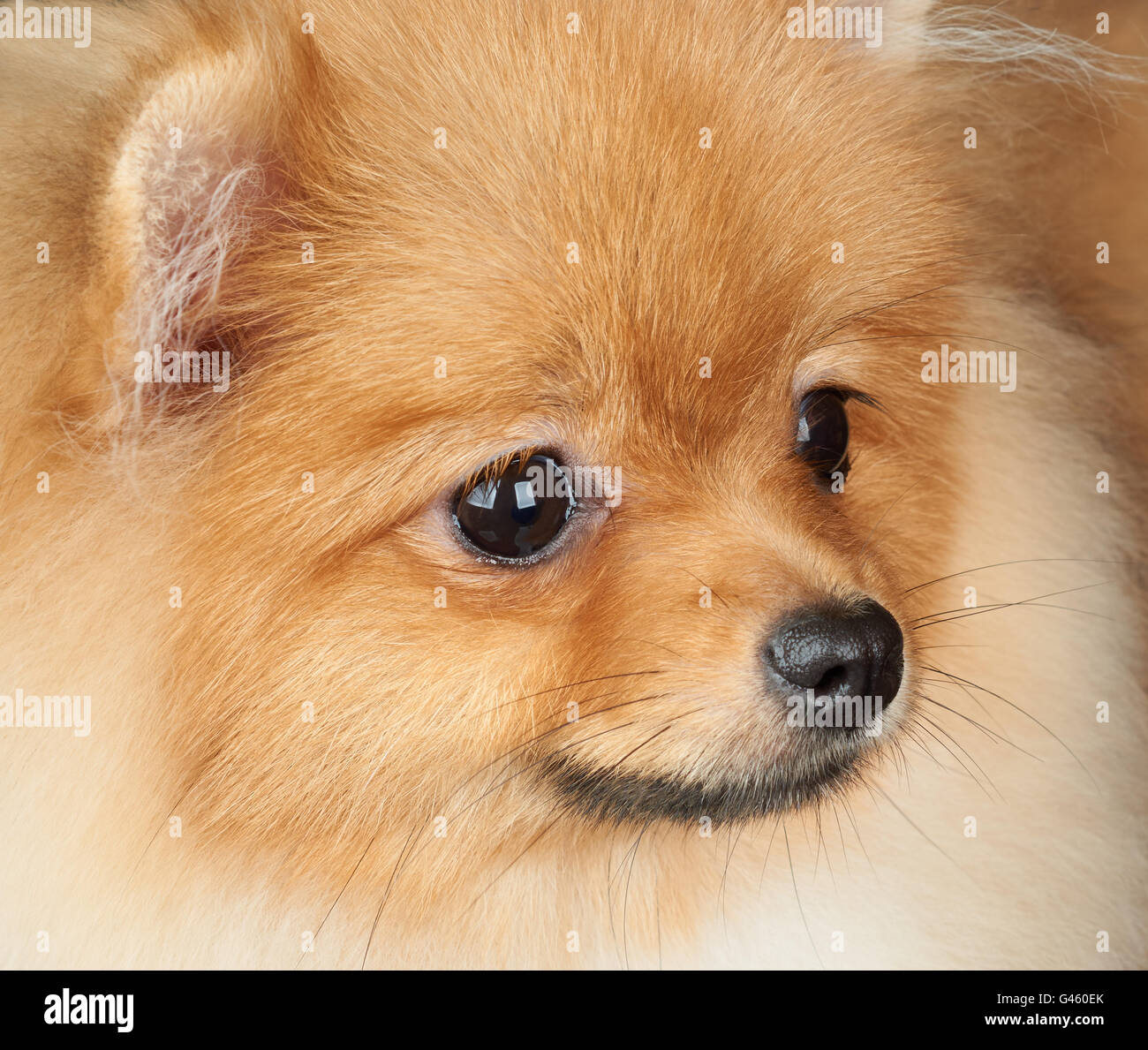 Close-up ritratto di uno rosso cane Pomerania Foto Stock