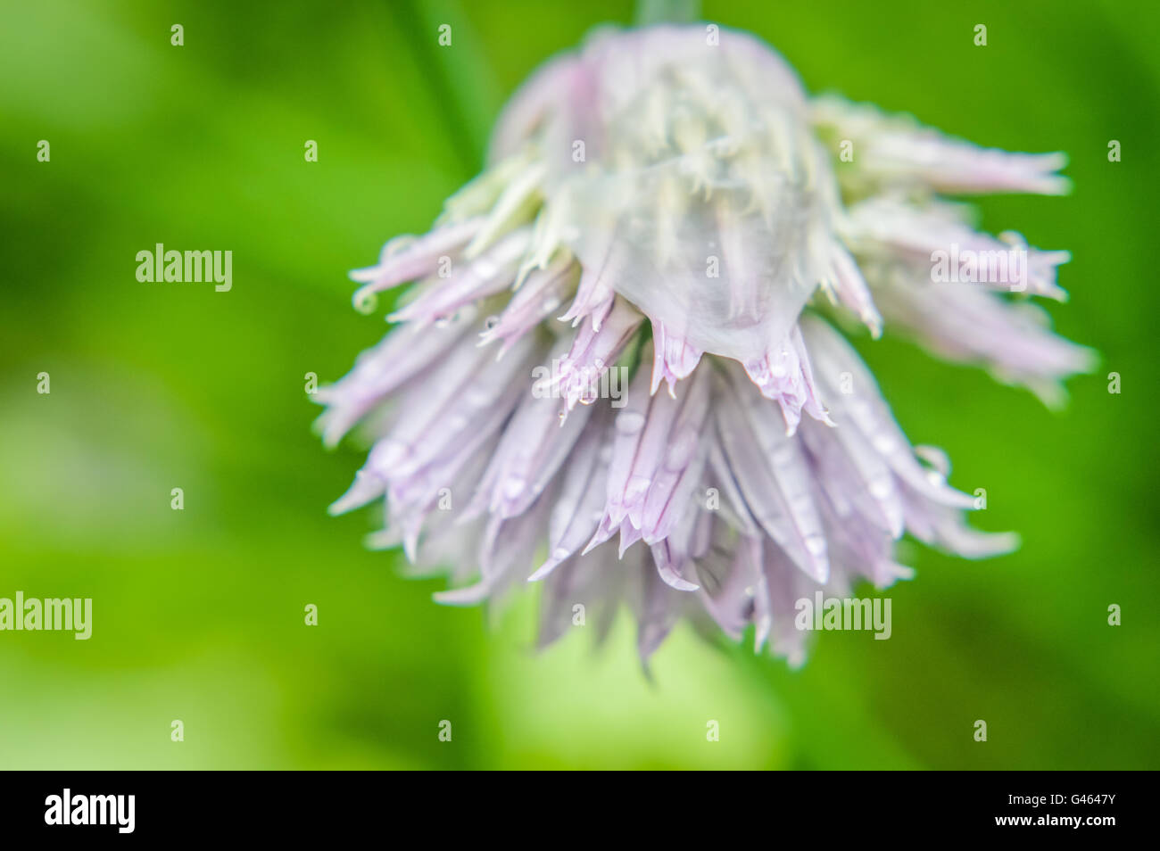 Bella erba cipollina fiore con gocce di pioggia close up - Allium schoenoprasum Foto Stock