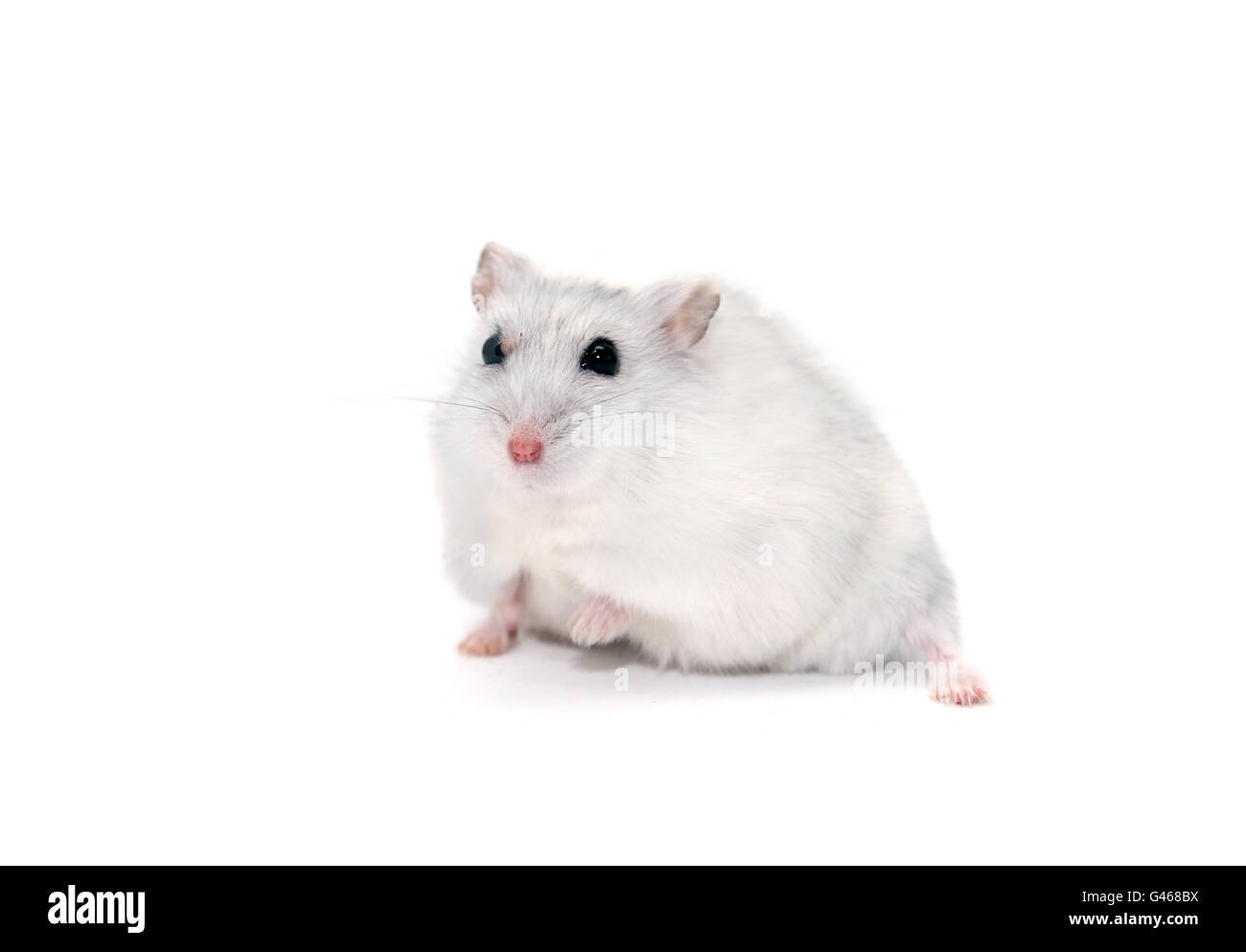 Divertente criceto domestico su sfondo bianco Foto Stock