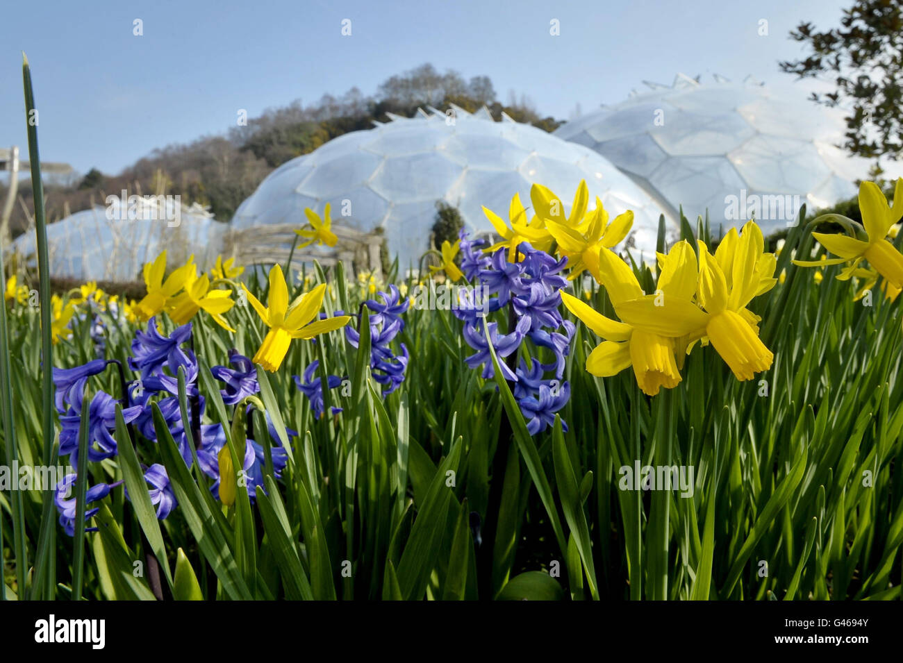 Giacinti e narcisi sono visti nel caldo sole della Cornovaglia all'Eden Project, che celebra domani il suo decimo compleanno. Foto Stock