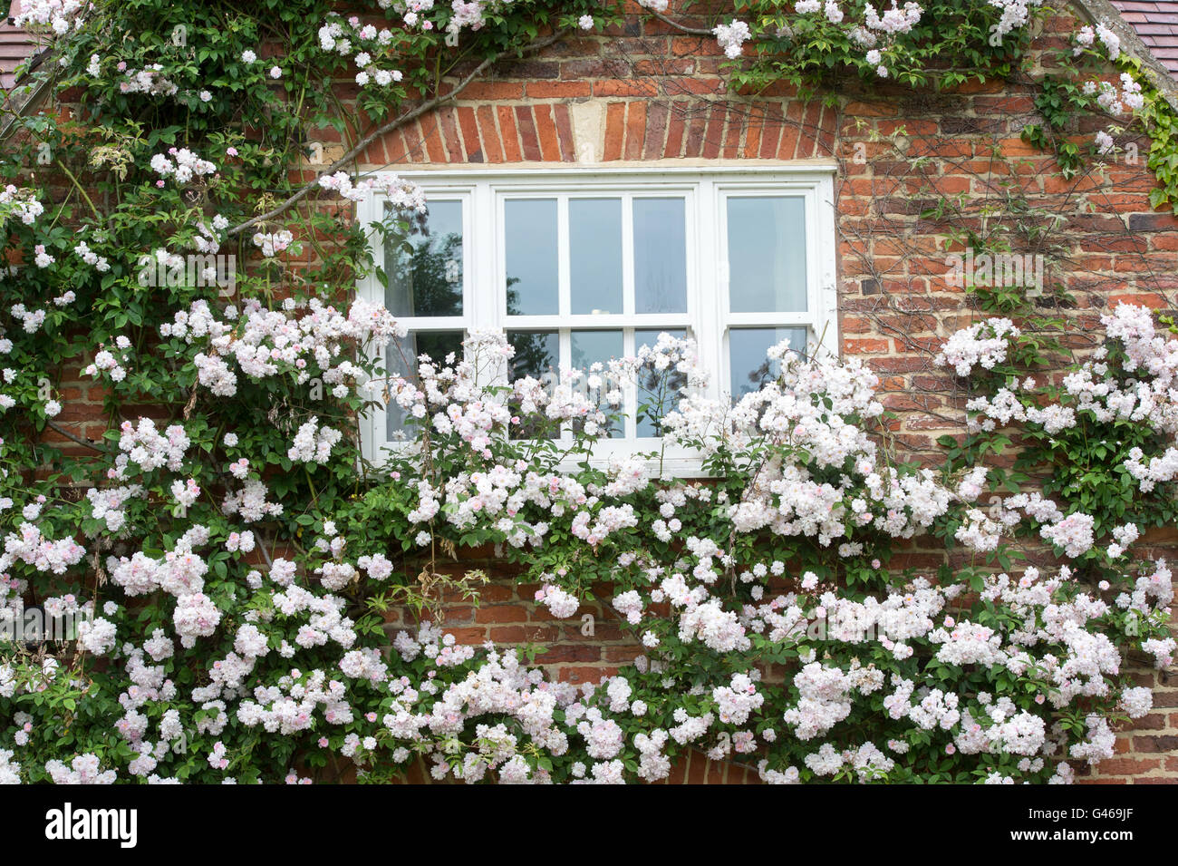 Rose "Paul's Himalayan Musk'. Rambling Rosa che cresce su una casa in Cotswolds. Ashton sotto la collina, Worcestershire, Inghilterra Foto Stock