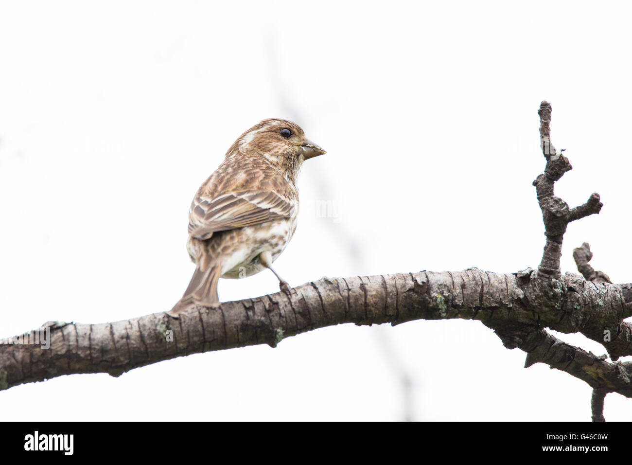 Femmina viola finch (Haemorhous purpureus) Foto Stock