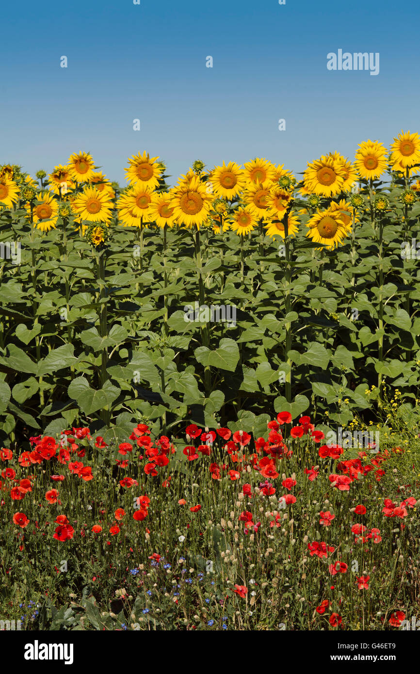 Stamperia - Set Di 44 Fustelle Adesive Ephemera Girasole Arte E Papaveri
