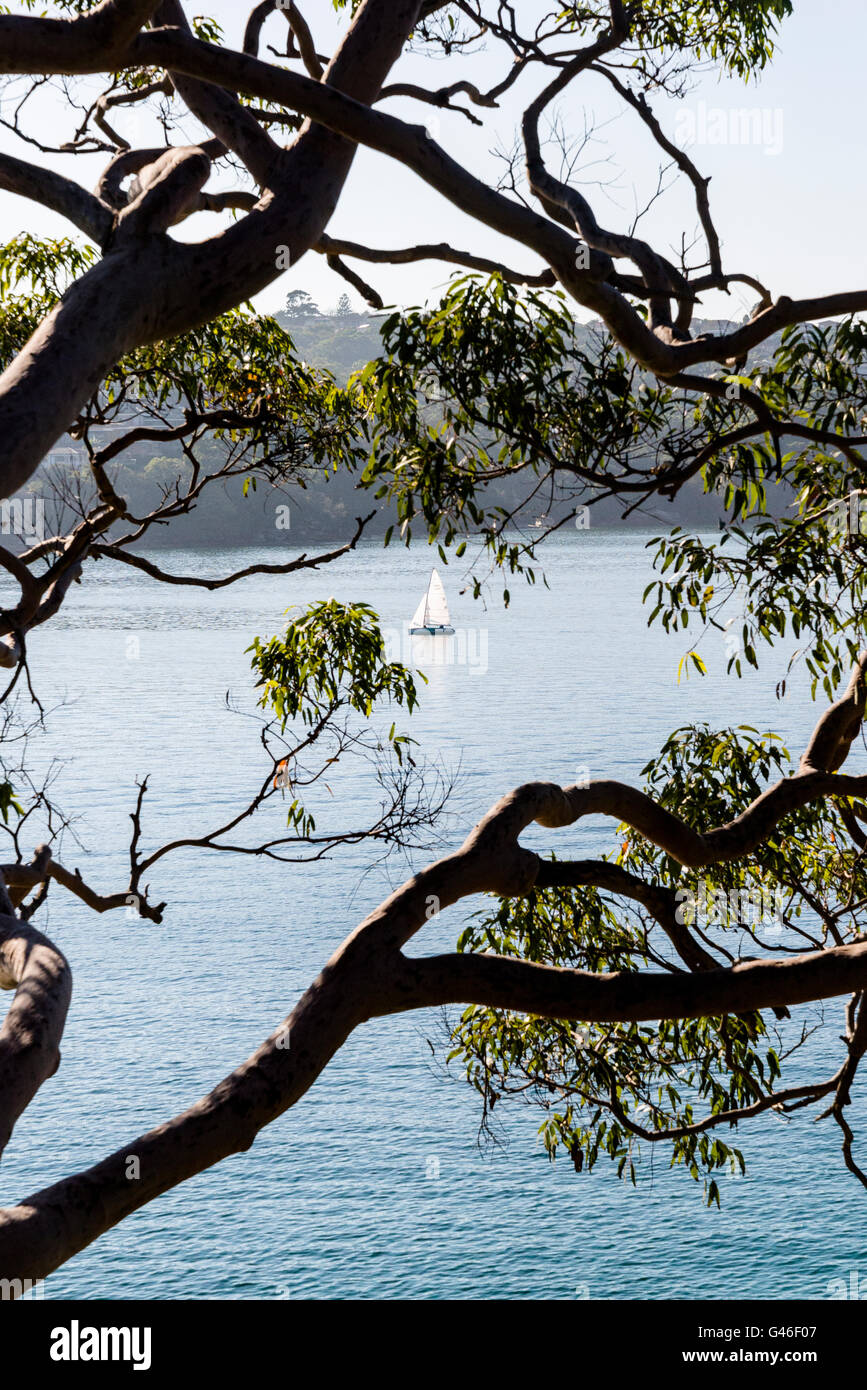 Barca a vela, Sydney Foto Stock