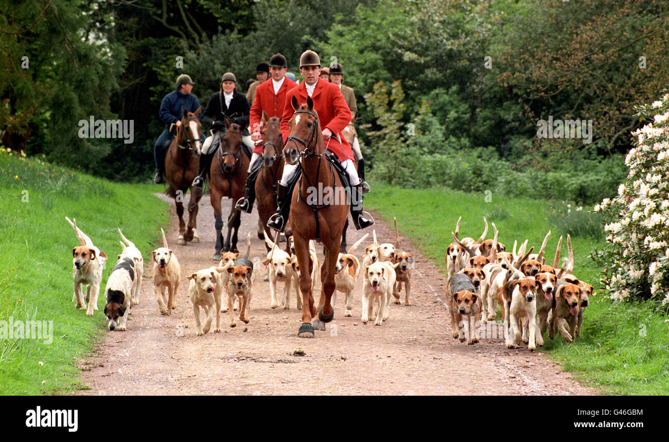 Quantock Staghounds Hunt Foto Stock