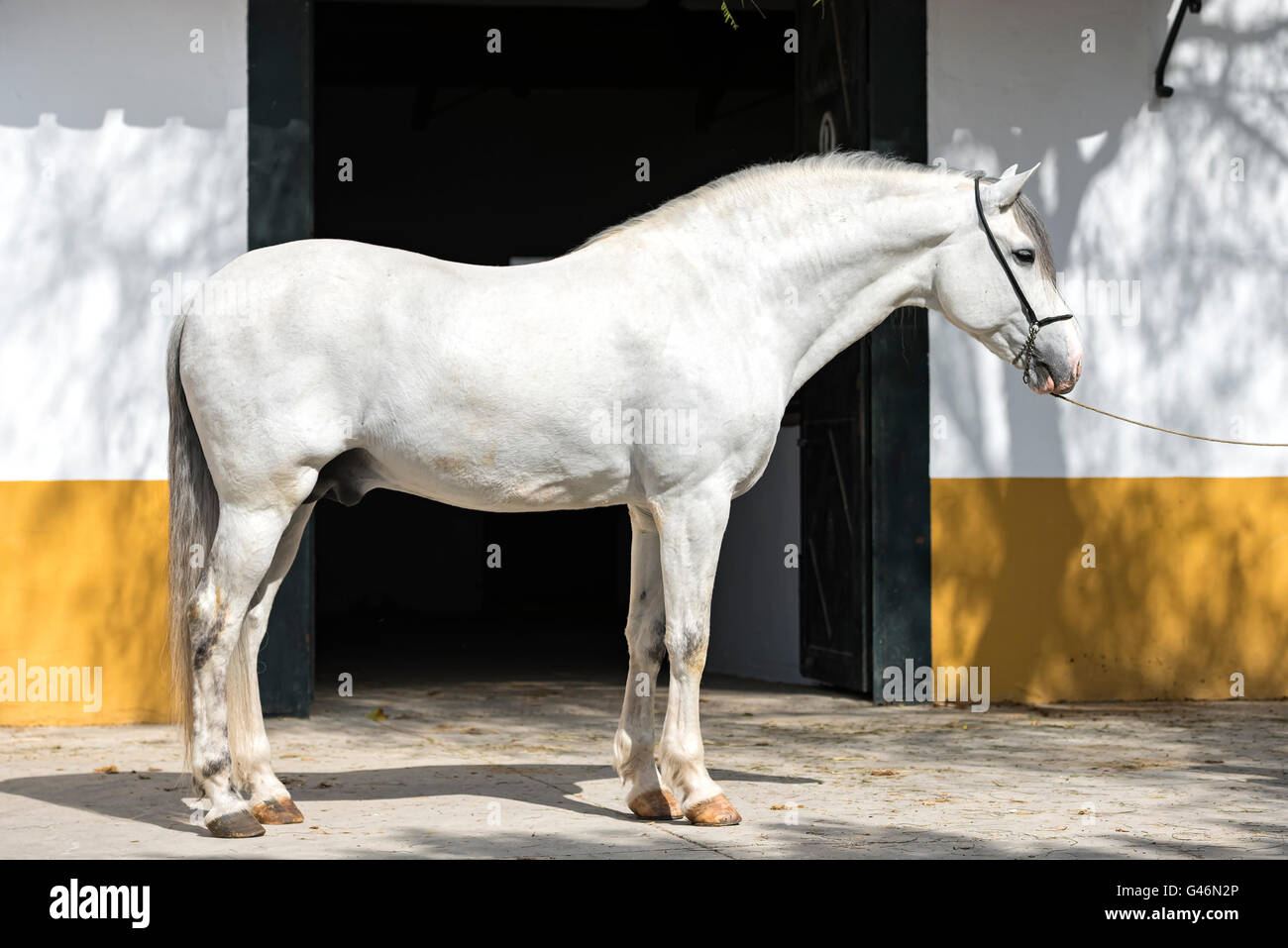 Colpo di conformazione di un cavallo spagnolo Foto Stock