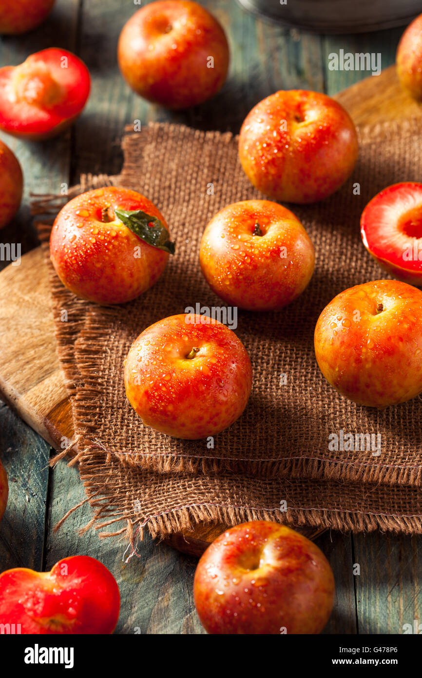 Materie organiche di uova di dinosauro Pluots pronto a mangiare Foto Stock