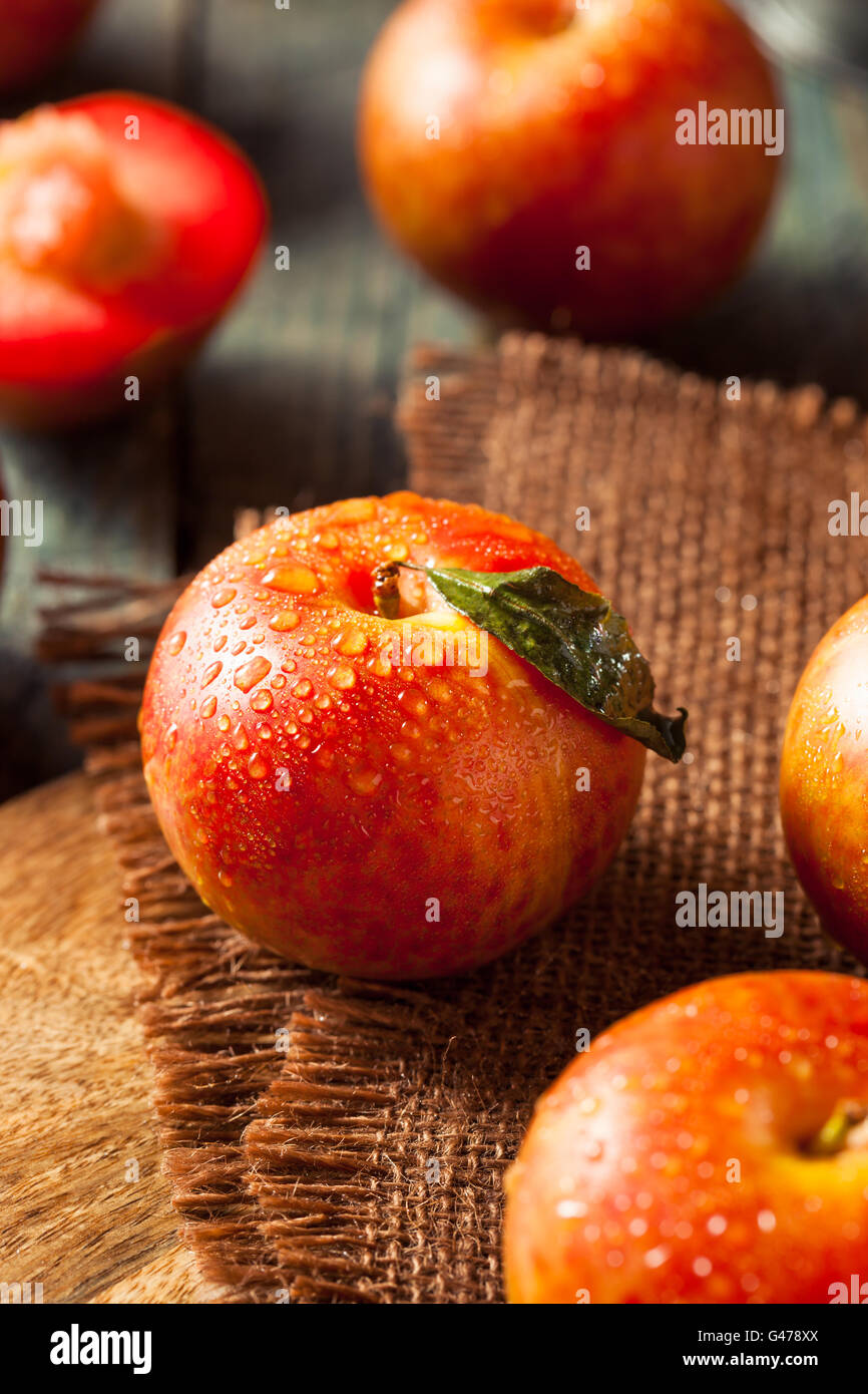 Materie organiche di uova di dinosauro Pluots pronto a mangiare Foto Stock