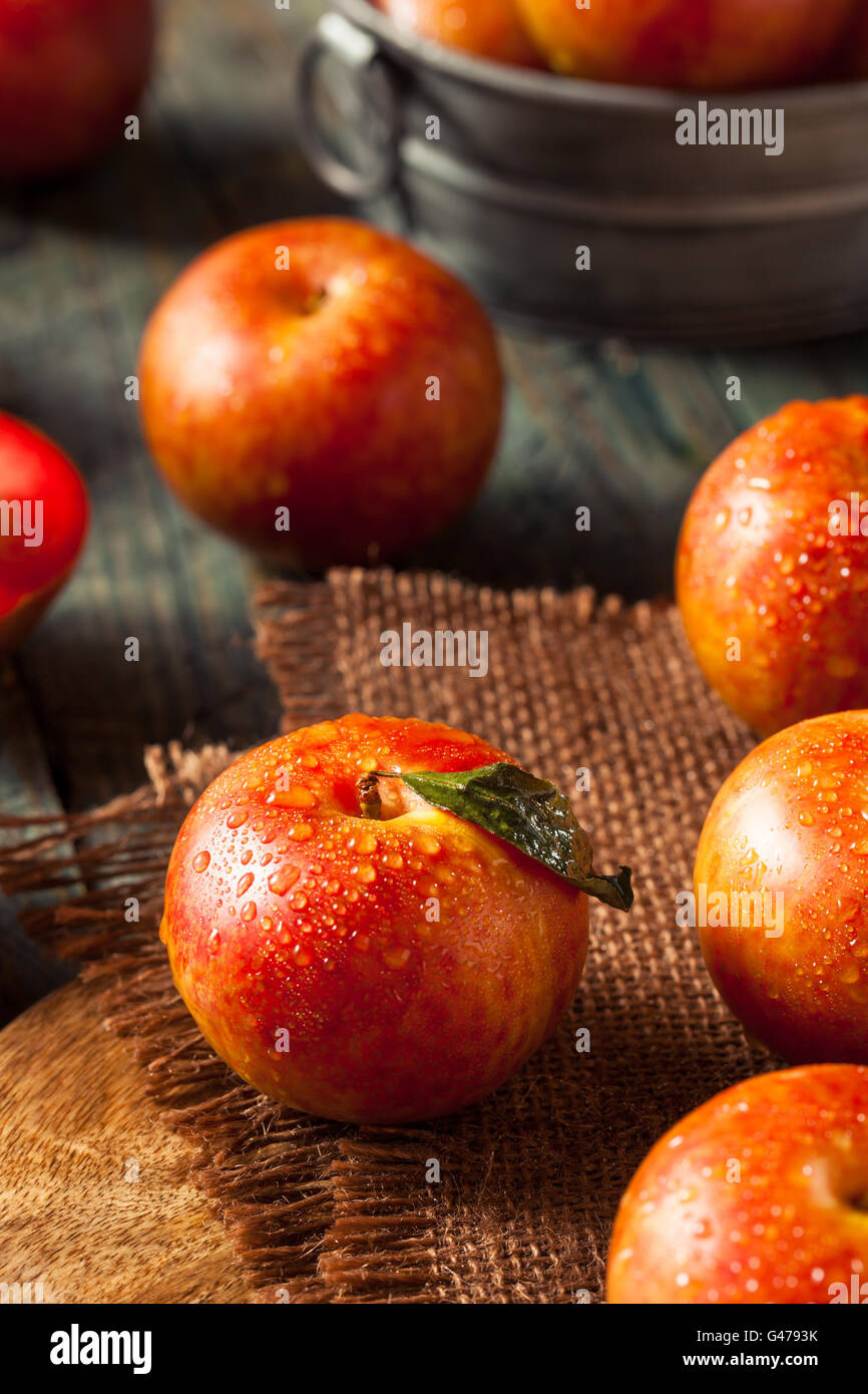 Materie organiche di uova di dinosauro Pluots pronto a mangiare Foto Stock