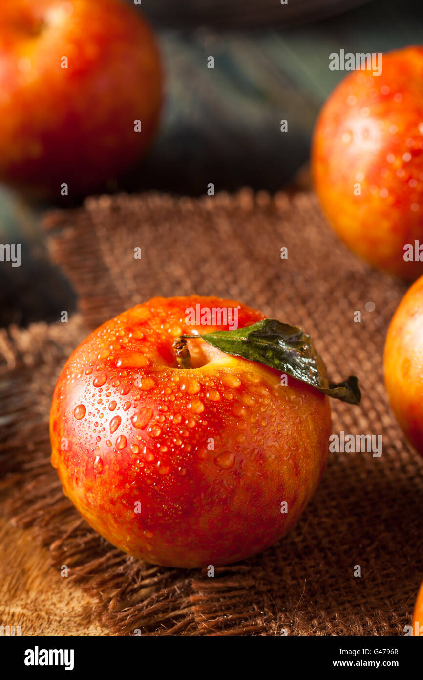 Materie organiche di uova di dinosauro Pluots pronto a mangiare Foto Stock