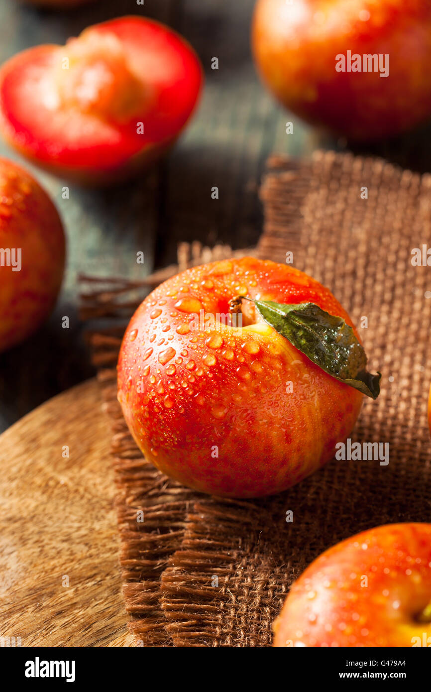 Materie organiche di uova di dinosauro Pluots pronto a mangiare Foto Stock