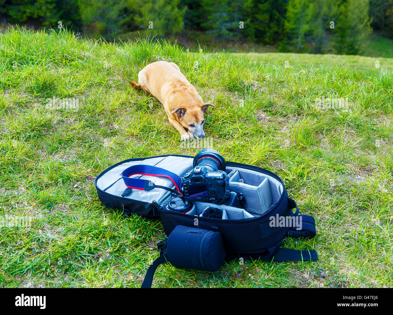 Cane sul prato witg Photobag e fotocamera. Foto Stock