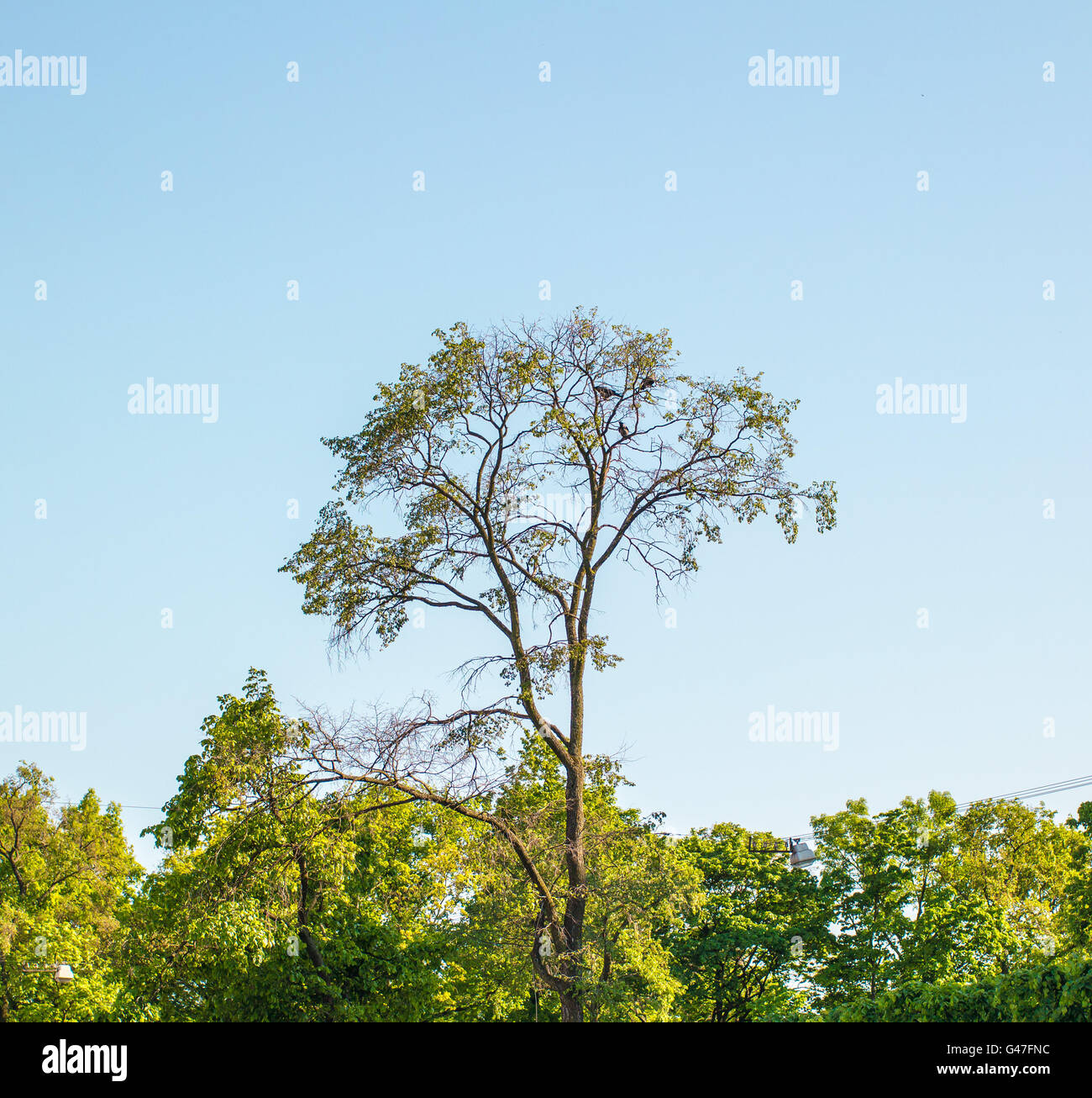 Tre corvi seduto su un albero a distanza Foto Stock