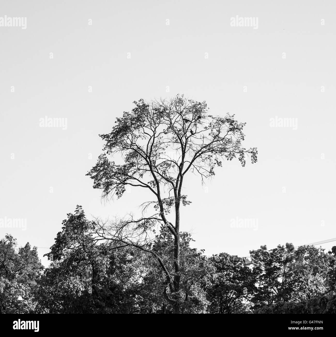 Tre corvi seduto su un albero nella distanza. In bianco e nero Foto Stock