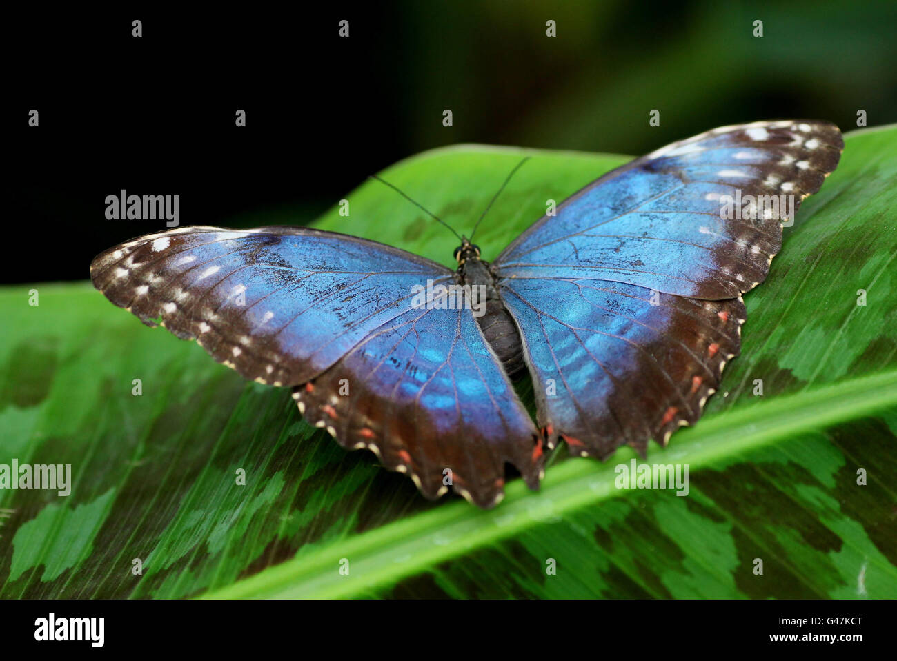 Una farfalla Blue Morpho si trova su una foglia nel Natural History Museum di Londra, mentre 600 centinaia di farfalle arrivano per la sensazionale mostra sulle farfalle. Foto Stock