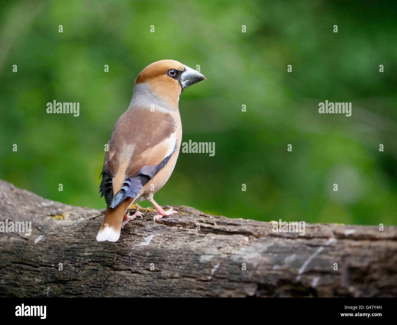 Hawfinch, Coccothraustes coccothraustes, singolo uccello da acqua, Ungheria, Maggio 2016 Foto Stock