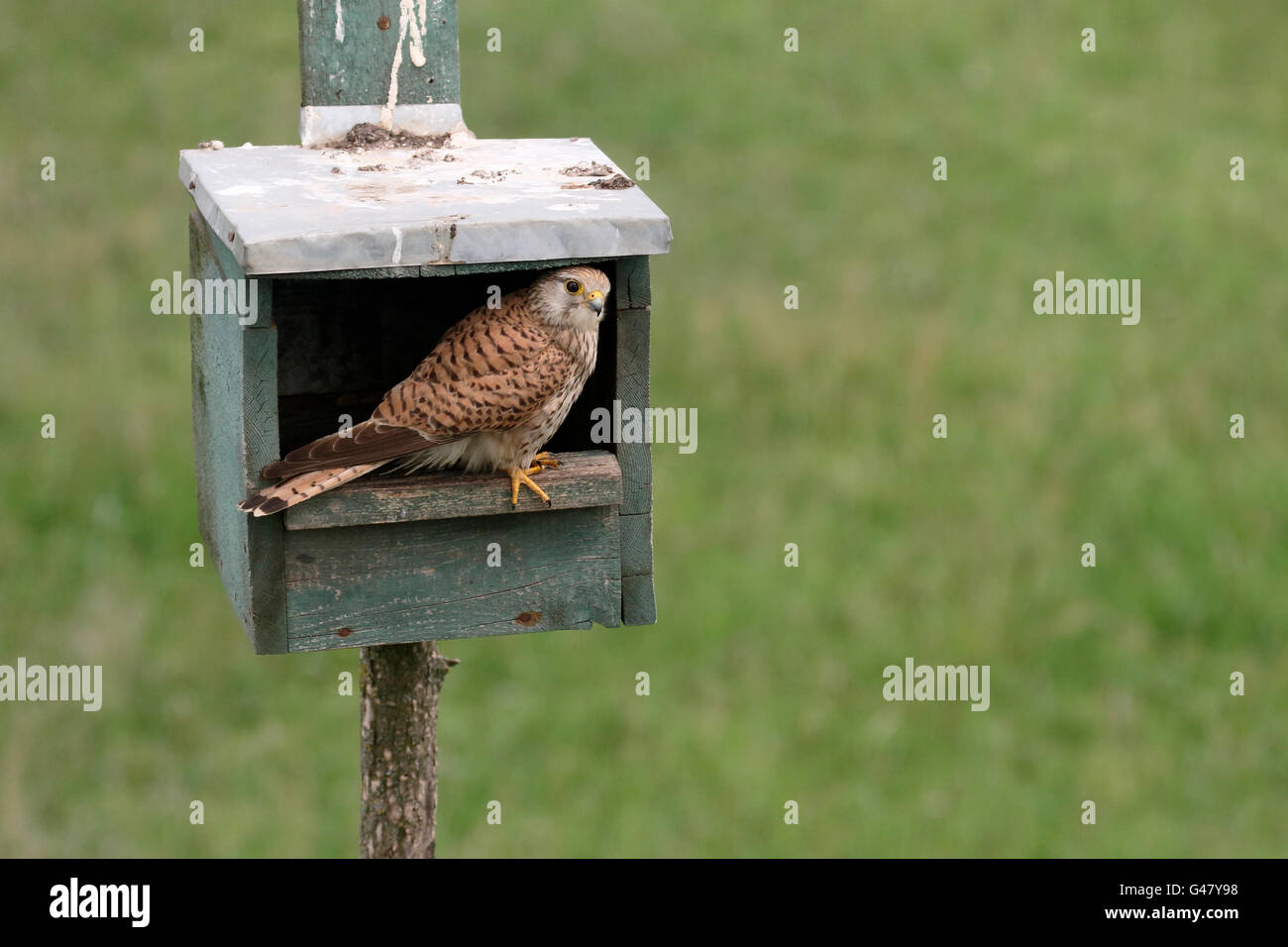 Il Gheppio, il Falco tinnunculus, unica donna nella scatola di nido, Ungheria, Maggio 2016 Foto Stock