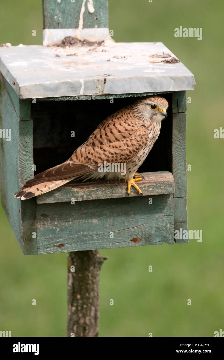 Il Gheppio, il Falco tinnunculus, unica donna nella scatola di nido, Ungheria, Maggio 2016 Foto Stock