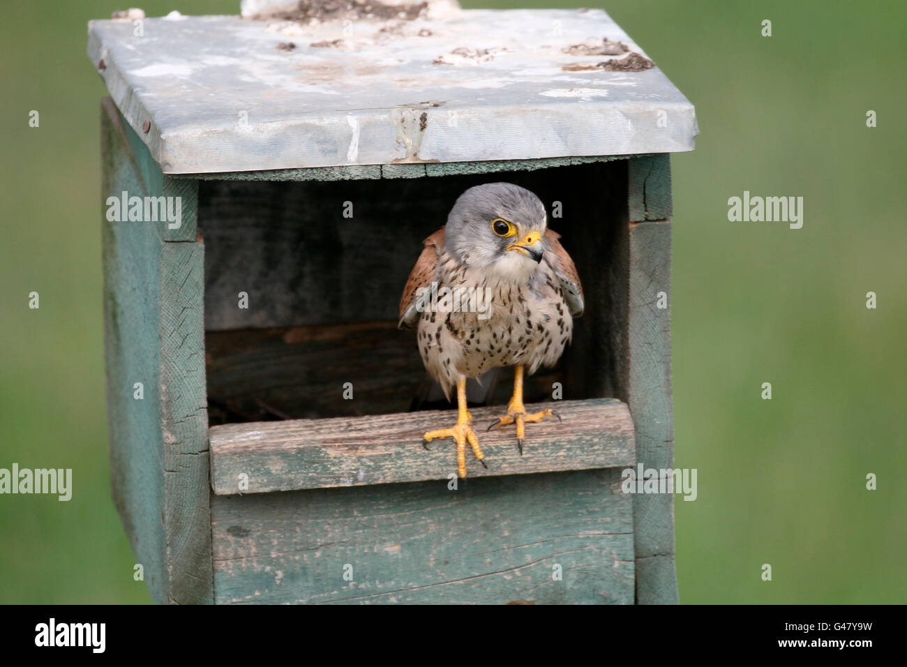 Il Gheppio, il Falco tinnunculus, unica donna nella scatola di nido, Ungheria, Maggio 2016 Foto Stock