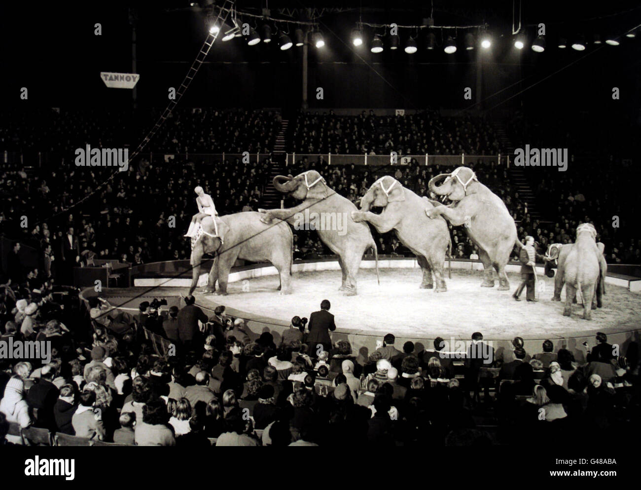 Circus - Bertram Mills Circus - Olympia, Londra. Gli elefanti si allineano in un unico file durante la cerimonia di apertura del circo di Bertram Mills all'Olympia, Londra Foto Stock