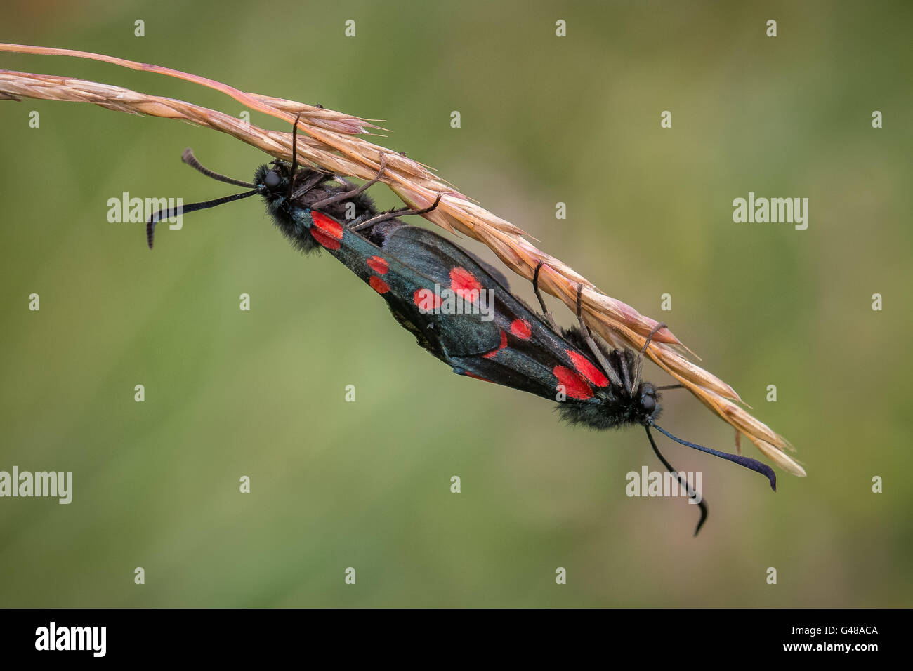 Cinque spot burnett falene coniugata Foto Stock