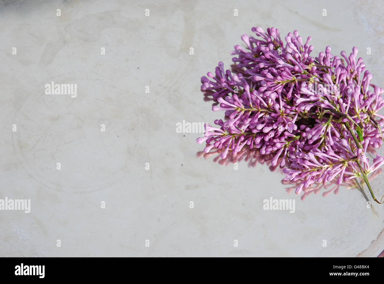 Boccioli lilla sul vassoio di metallo Foto Stock