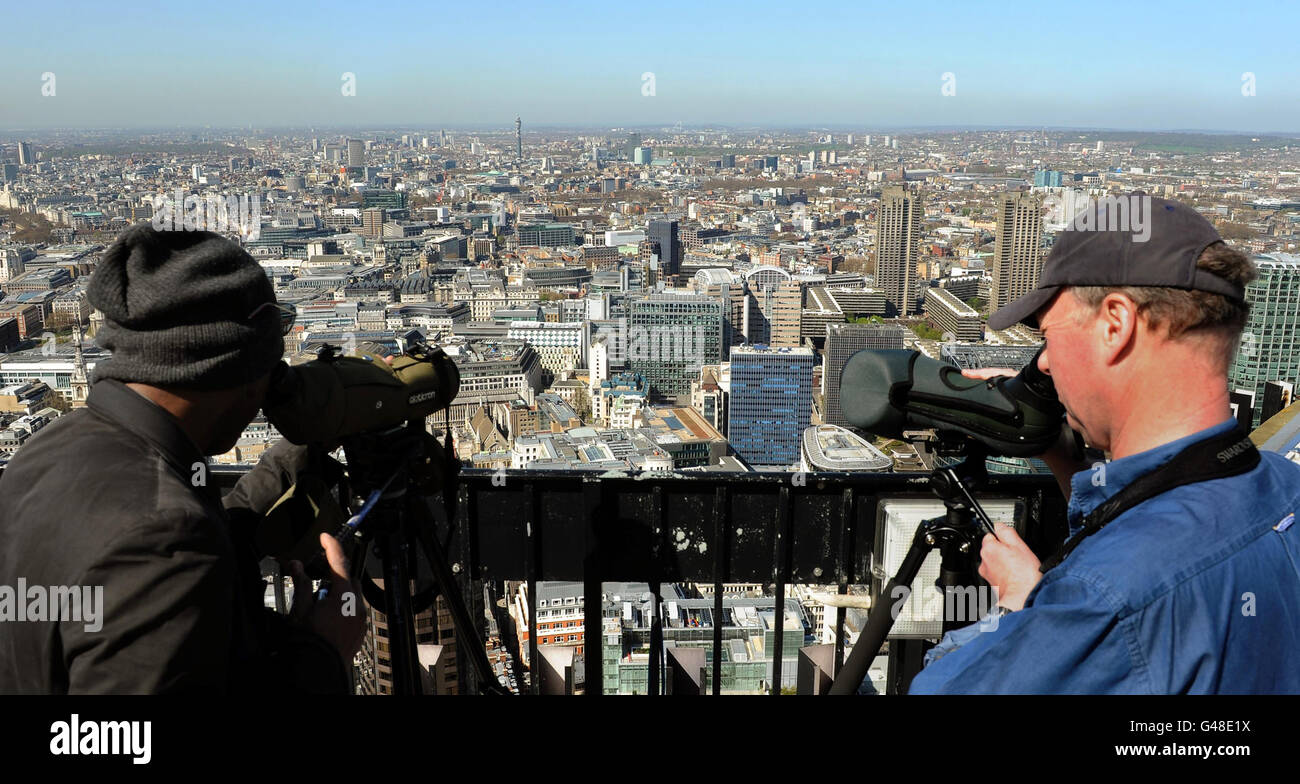 David Lindo, 'l'uccello urbano' (a sinistra) e Ian Collinson, membri del Tower 42 Bird Study Group, si uniscono agli osservatori di uccelli sul tetto della Torre 42 nella città di Londra per monitorare e raccogliere dati sul numero di specie e singoli uccelli che attraversano Londra durante le migrazioni. Foto Stock David Lindo, 'l'uccello urbano' (a sinistra) e Ian Collinson, membri del Tower 42 Bird Study Group, si uniscono agli osservatori di uccelli sul tetto della Torre 42 nella città di Londra per monitorare e raccogliere dati sul numero di specie e singoli uccelli che attraversano Londra durante le migrazioni. Foto Stock