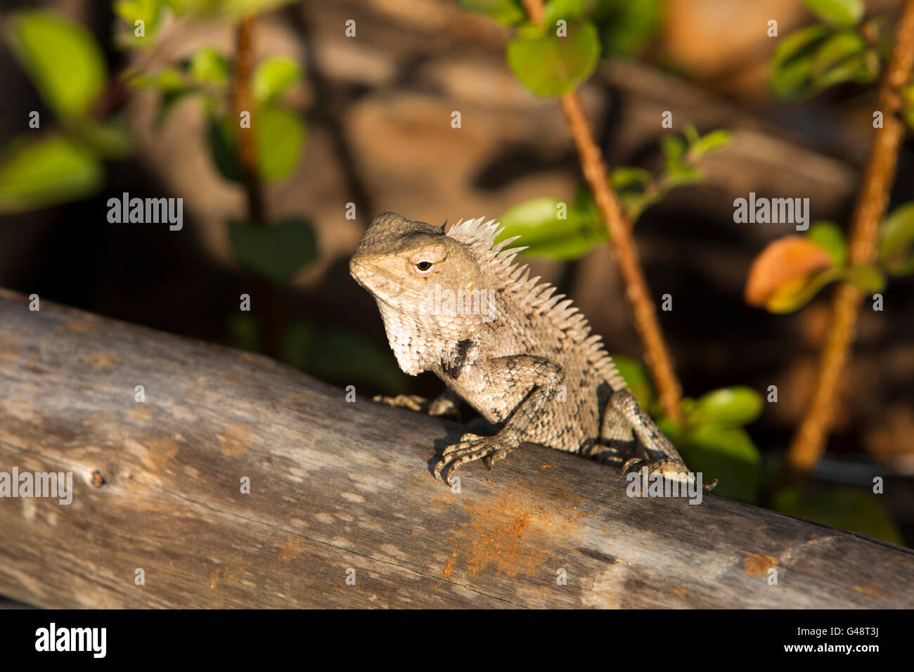 Sri Lanka, Mirissa Harbour, Drago lizard sul log nella luce del sole Foto Stock