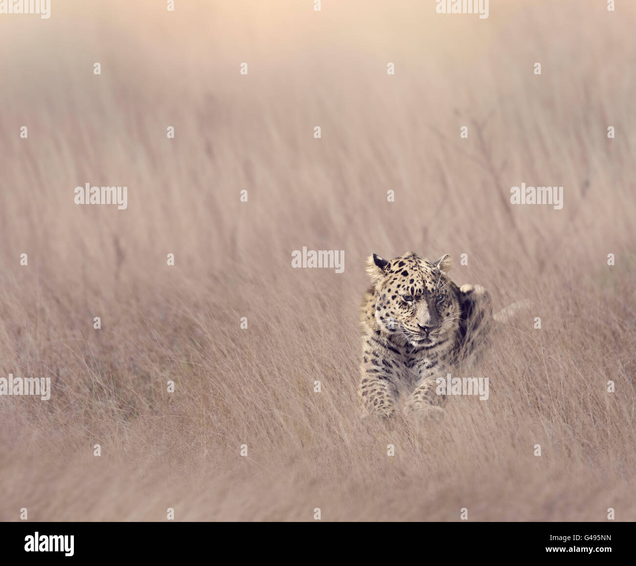 Leopard in appoggio in erba alta Foto Stock