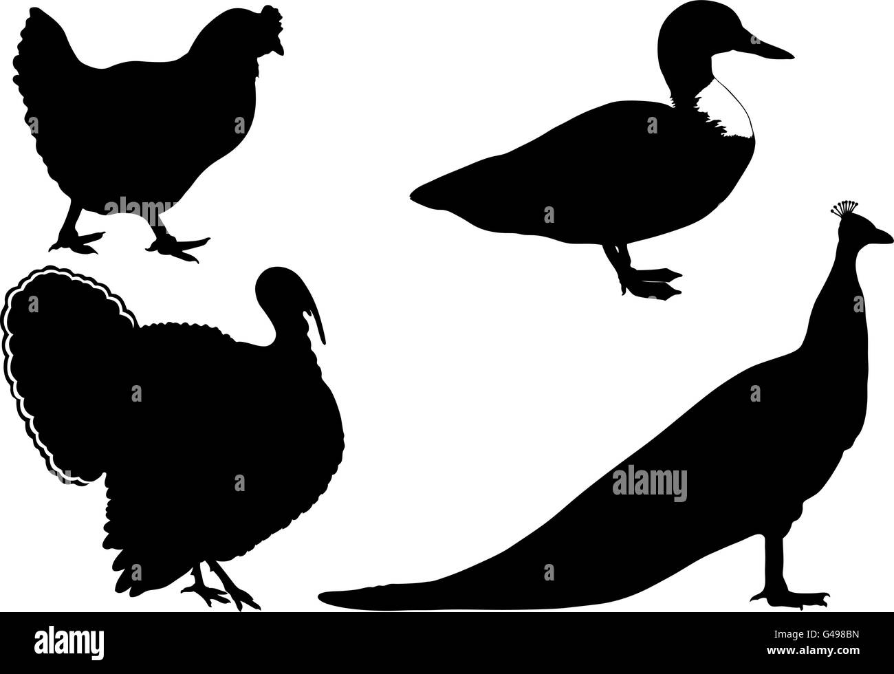 Uccelli Domestici isolato su bianco Illustrazione Vettoriale