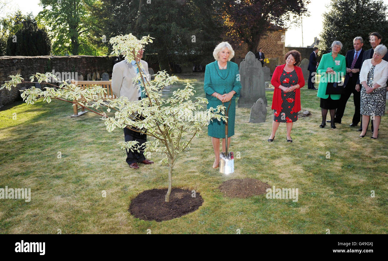 La Duchessa di Cornovaglia pianta un 'albero della torta di nozze' per commemorare il matrimonio del principe William e Caterina Middleton, accompagnato da membri di Tetbury in Bloom e membri DI Tetbury sera WI nel cortile della chiesa di Santa Maria a Tetbury. Foto Stock