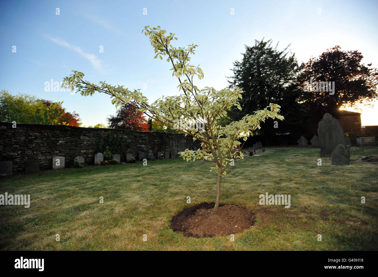 Il "albero della torta nuziale" piantato dalla duchessa di Cornovaglia per commemorare il matrimonio del Principe Guglielmo e Caterina Middleton, nel cortile della Chiesa di Santa Maria a Tetbury. Foto Stock