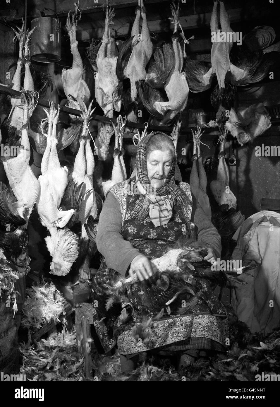 PA NEWS PHOTO 23/12/55 77 ANNIE HOWELLS DI BRIERLEY HILL, STAFFORDSHIRE. HA STRAPPATO GLI UCCELLI DA QUANDO AVEVA 11 ANNI E ORA PUÒ PRENDERE LE PIUME SU 100 UCCELLI AL GIORNO. Foto Stock